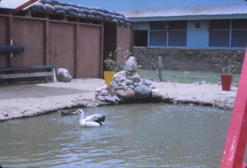 Duck Pond 2