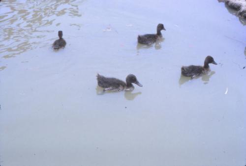 Duck Pond 1
