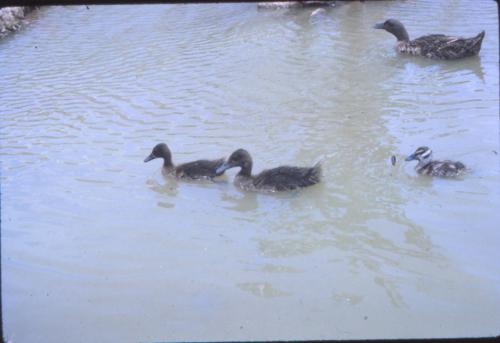 Duck Pond 3