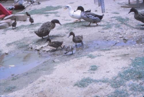 Duck Pond 4