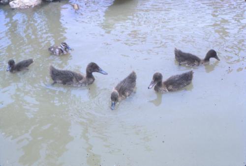 Duck Pond 5
