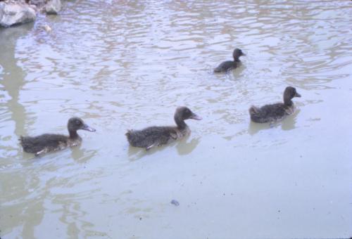 Duck Pond 7